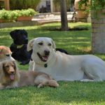 Foto muy bonita de mi Luna y Lola con otros amigos en la parcela.