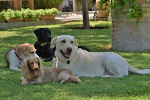 Foto muy bonita de mi Luna y Lola con otros amigos en la parcela.